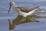 Greenshank 